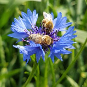 Kornblumenblüte mit Bienen beim Nektarsammeln