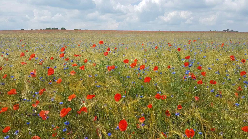 Gerstenfeld mit Kornblume und Klatschmohn
