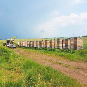 Bienenstand in der Kornblume mit Apijuneda